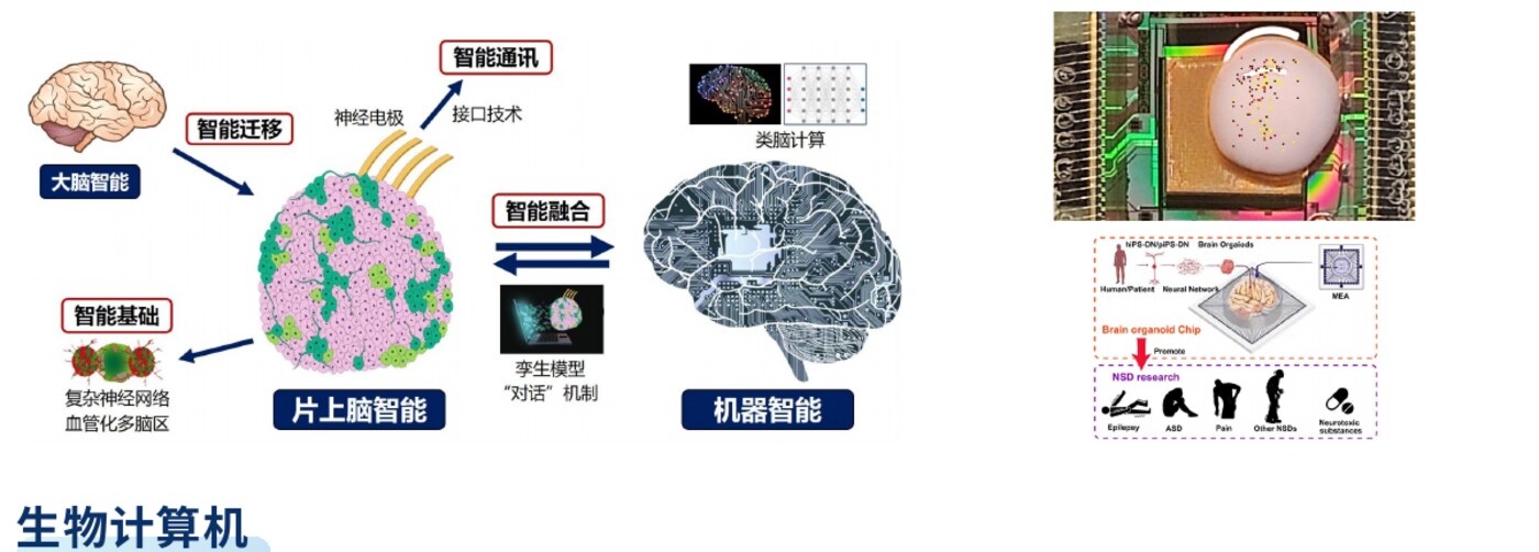 片上脑机和生物计算机示意
